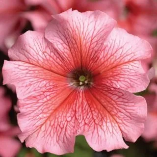 Compra PETUNIA TRITUNIA SALMON VEINED Pildorada F1 (1000 Semillas). en la tienda online Fito Agrícola