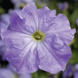 Compra PETUNIA TRITUNIA SKY BLUE Pildorada F1 (1000 Semillas). en la tienda online Fito Agrícola