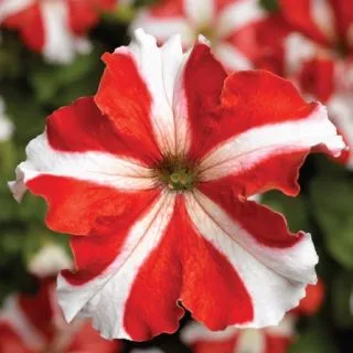 Compra PETUNIA TRITUNIA STAR RED Pildorada F1 (1000 Semillas). en la tienda online Fito Agrícola
