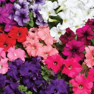 Compra PETUNIA TRITUNIA UNIMIX Pildorada F1 (1000 Semillas). en la tienda online Fito Agrícola