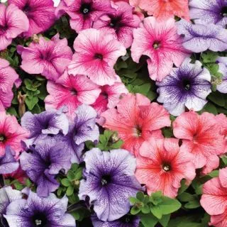Compra PETUNIA TRITUNIA VEINED MIX Pildorada F1 (1000 Semillas). en la tienda online Fito Agrícola