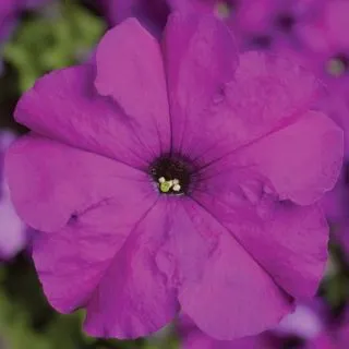 Compra PETUNIA TRITUNIA VIOLET Pildorada F1 (1000 Semillas). en la tienda online Fito Agrícola