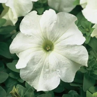 Compra PETUNIA TRITUNIA WHITE Pildorada F1 (1000 Semillas). en la tienda online Fito Agrícola