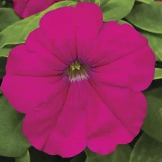 Compra PETUNIA DAMASK® CARMINE Pildorada F1 (1000 Semillas). en la tienda online Fito Agrícola