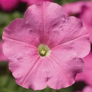 Compra PETUNIA DAMASK® PINK Pildorada F1 (1000 Semillas). en la tienda online Fito Agrícola