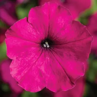 Compra PETUNIA DAMASK® PURPLE Pildorada F1 (1000 Semillas). en la tienda online Fito Agrícola