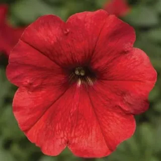 Compra PETUNIA DAMASK® RED Pildorada F1 (1000 Semillas). en la tienda online Fito Agrícola