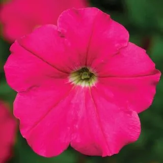 Compra PETUNIA DAMASK® ROSE Pildorada F1 (1000 Semillas). en la tienda online Fito Agrícola