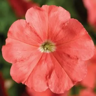 Compra PETUNIA DAMASK® SALMON Pildorada F1 (1000 Semillas). en la tienda online Fito Agrícola