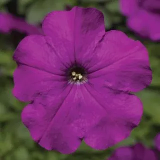 Compra PETUNIA DAMASK® VIOLET Pildorada F1 (1000 Semillas). en la tienda online Fito Agrícola