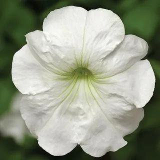 Compra PETUNIA DAMASK® WHITE Pildorada F1 (1000 Semillas). en la tienda online Fito Agrícola