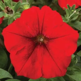 Compra PETUNIA FOTOFINISH RED Pildorada F1 (1000 Semillas). en la tienda online Fito Agrícola