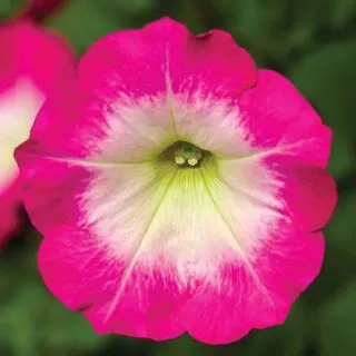Compra PETUNIA FOTOFINISH ROSE MORN Pildorada F1 (1000 Semillas). en la tienda online Fito Agrícola