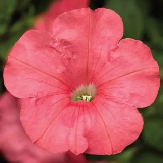 Compra PETUNIA FOTOFINISH SALMON Pildorada F1 (1000 Semillas). en la tienda online Fito Agrícola