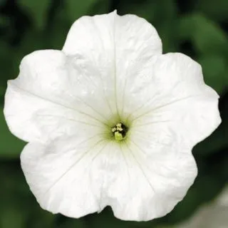 Compra PETUNIA FOTOFINISH WHITE Pildorada F1 (1000 Semillas). en la tienda online Fito Agrícola