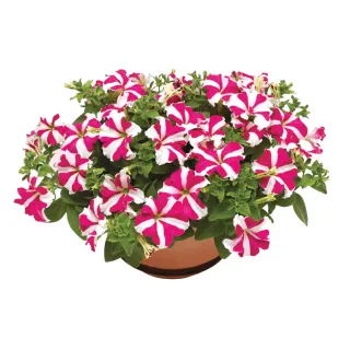 Compra PETUNIA SKYBOX ROSE STAR Pildorada F1 (1000 Semillas). en la tienda online Fito Agrícola