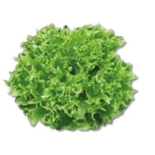 Compra LECHUGA DANSTAR Pildorada (25.000 Semillas) en la tienda online Fito Agrícola