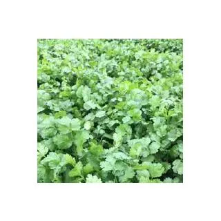 Compra CILANTRO BOLERO (10.000 Semillas) en la tienda online Fito Agrícola