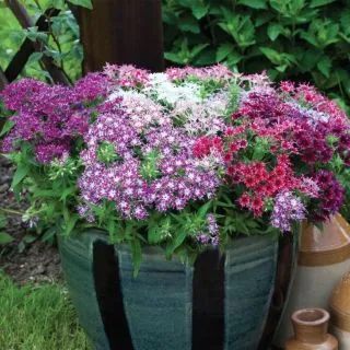 Compra PHLOX POPSTARS MIX F1 (1000 Semillas). en la tienda online Fito Agrícola