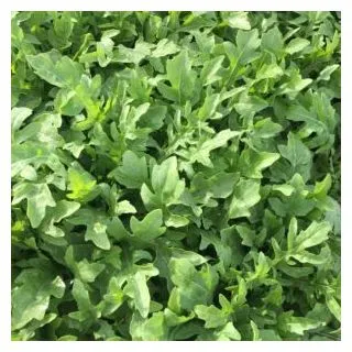 Compra RÚCULA SALVAJE ARTEMIS Pregerminada y Sin Tratar (1.000.000 Semillas) en la tienda online Fito Agrícola