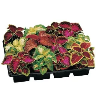 Compra COLEO FLAMEX® MIX F1 (1000 Semillas). en la tienda online Fito Agrícola