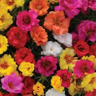 Compra PORTULACA HAPPY HOUR MIX Pildorada F1 (1000 Semillas). en la tienda online Fito Agrícola
