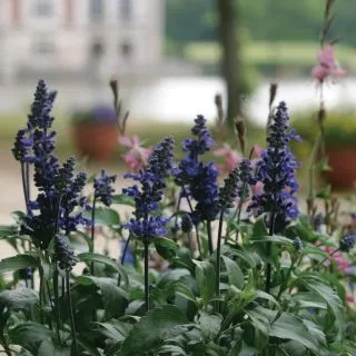 Compra SALVIA MAURITIUS F1 (1000 Semillas). en la tienda online Fito Agrícola