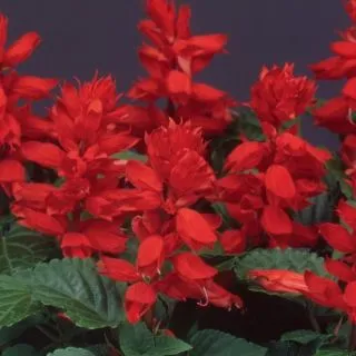 Compra SALVIA FLAMEX 2000 F1 (1000 Semillas). en la tienda online Fito Agrícola