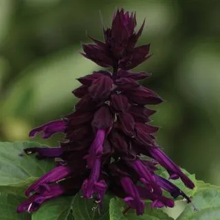 Compra SALVIA MOJAVE PURPLE F1 (1000 Semillas). en la tienda online Fito Agrícola