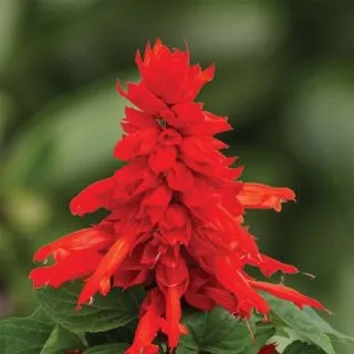 Compra SALVIA MOJAVE RED F1 (1000 Semillas). en la tienda online Fito Agrícola