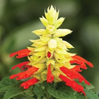 Compra SALVIA MOJAVE RED/WHITE BICOLOR F1 (1000 Semillas). en la tienda online Fito Agrícola