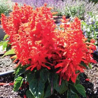 Compra SALVIA SENTRY RED F1 (1000 Semillas). en la tienda online Fito Agrícola