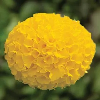 Compra TAGETE ANTIGUA GOLD Pildorado F1 (1000 Semillas). en la tienda online Fito Agrícola