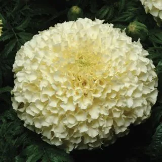 Compra TAGETE ANTIGUA VANILLA Pildorado F1 (1000 Semillas). en la tienda online Fito Agrícola