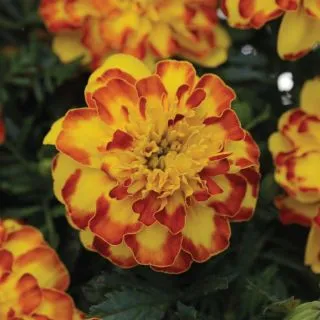 Compra TAGETE FLAMENCO Pildorado F1 (1000 Semillas). en la tienda online Fito Agrícola