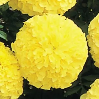 Compra TAGETE INCA II PRIMROSE F1 (1000 Semillas). en la tienda online Fito Agrícola