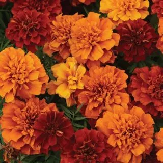 Compra TAGETE ATON FIREBALL Pildorado F1 (1000 Semillas). en la tienda online Fito Agrícola