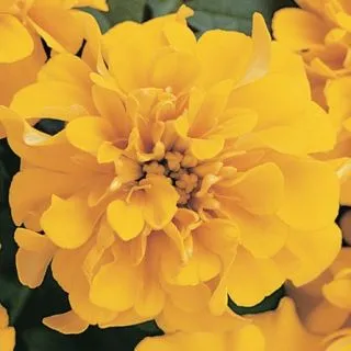 Compra TAGETE ATON GOLD Pildorado F1 (1000 Semillas). en la tienda online Fito Agrícola