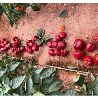 Compra PIMIENTO CABAÑAS F1 (1000 Semillas). en la tienda online Fito Agrícola