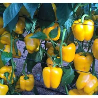 Compra PIMIENTO CARRIZO F1 (1000 Semillas). en la tienda online Fito Agrícola