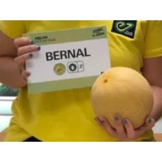 Compra MELÓN BERNAL F1 (1000 Semillas). en la tienda online Fito Agrícola