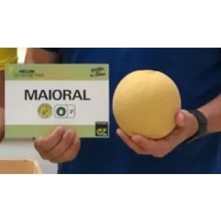 Compra MELÓN MAIORAL F1 (1000 Semillas). en la tienda online Fito Agrícola