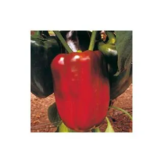 Compra PIMIENTO HERMINIO F1 (1.000 Semillas). en la tienda online Fito Agrícola