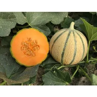 Compra MELÓN EXQUIZ F1 (1.000 Semillas). en la tienda online Fito Agrícola