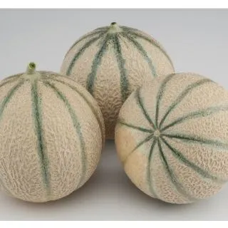 Compra MELÓN ENZOR F1 (1.000 Semillas). en la tienda online Fito Agrícola