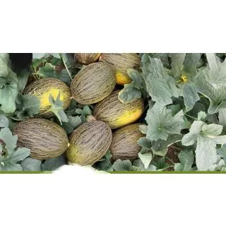 Compra MELÓN BARROSO F1 (1000 Semillas). en la tienda online Fito Agrícola