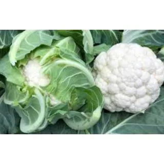 Compra COLIFLOR OCEANIQUE F1 (2.500 Semillas) en la tienda online Fito Agrícola