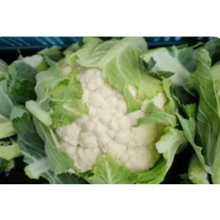 Compra COLIFLOR ALAMBIQUE F1 (2.500 Semillas) en la tienda online Fito Agrícola