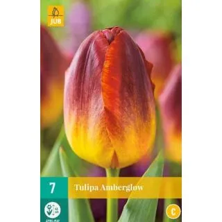 Compra TULIPÁN AMBERGLOW en la tienda online Fito Agrícola