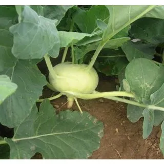 Compra COLIRRÁBANO OPUS F1 (5.000 Semillas) en la tienda online Fito Agrícola